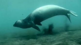 Foca-monge: entre a amea&ccedil;a e a necessidade de preserva&ccedil;&atilde;o