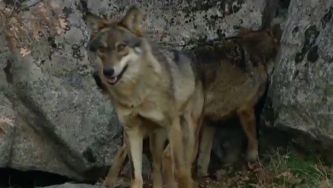 Animais Selvagens