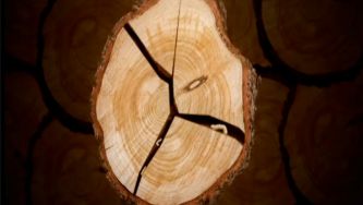 Tens bichos-carpinteiros?