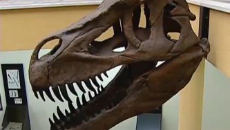 Um dinossauro carnívoro em Portugal