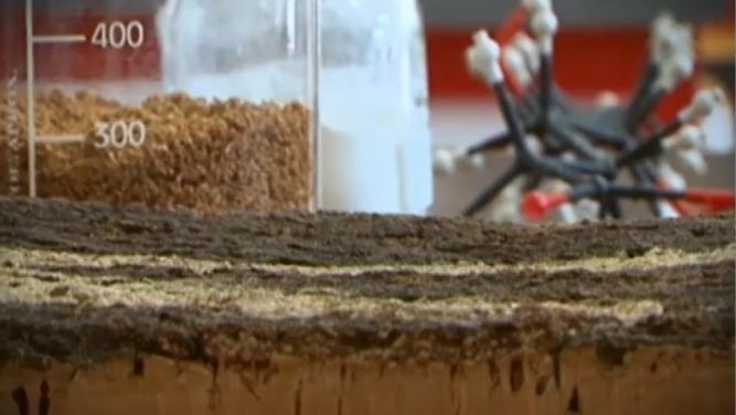 Suberina, a alma da cortiça