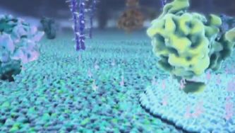 O interior das c&eacute;lulas