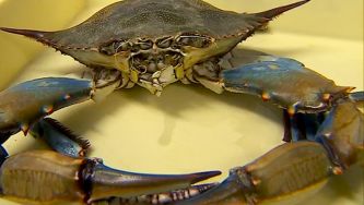 Caranguejo-azul, o novo invasor do Guadiana