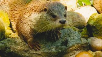 Lontra, o mam&iacute;fero das &aacute;guas limpas