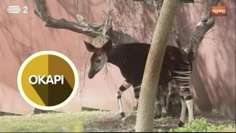 Animais: Okapi