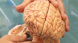 Neurociência – investigação nacional