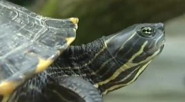 Cágados autóctones ameaçados por tartarugas exóticas