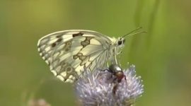 Efeito borboleta, a beleza em pleno voo