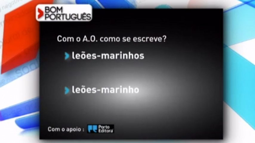 Leão marinho no plural