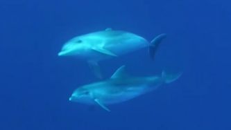 Roaz, o golfinho que já foi estrela de filme