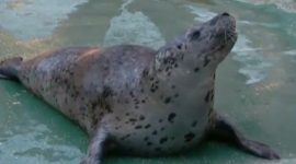Como distinguir uma foca de um leão marinho?