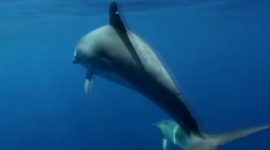 Golfinho-malhado do Atlântico