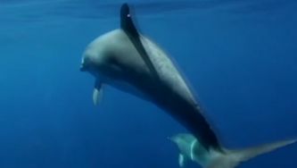 Golfinho-malhado do Atlântico