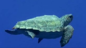 A tartaruga comum ou tartaruga-boba