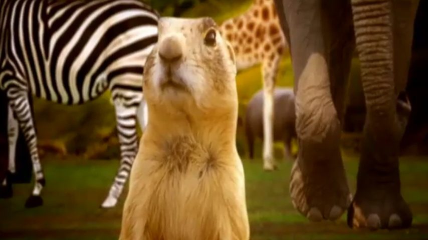 A raiz latina da palavra “animal”