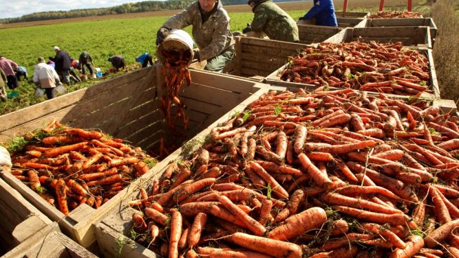 Procura de terra por jovens esgota oferta das autarquias na região de Aveiro