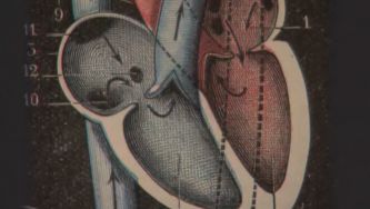 Bate, bate coração 