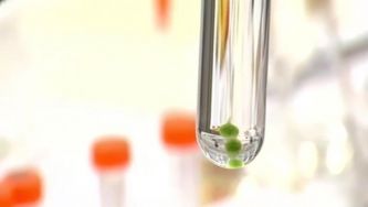 Criopreservação de algas: o que é?