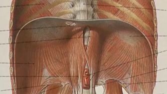 Diafragma, o músculo que ajuda a respirar