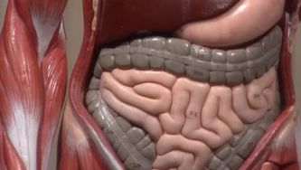 Vamos fazer a digestão?