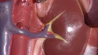 Rins: são dois e parecem feijões 