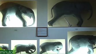 A gestação dos elefantes