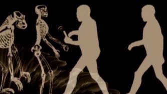 A evolu&ccedil;&atilde;o das esp&eacute;cies atrav&eacute;s da sele&ccedil;&atilde;o natural