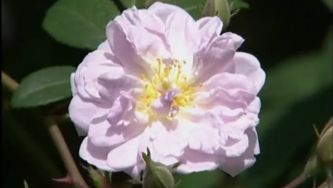 História das Rosas Antigas