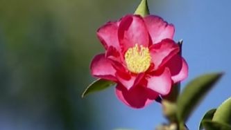 Plantas com Histórias - Camélias