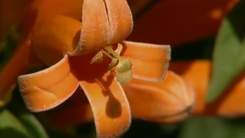 Gaitinhas e camarões também são plantas