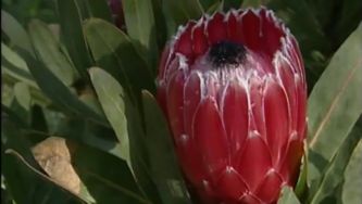 Plantas com Histórias - Proteas