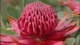 Banksias, a herança australiana