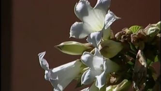 Plantas com Histórias - Glicíneas ou Lilazes