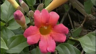 Plantas com Histórias - Trepadeiras Oriundas da América Tropical