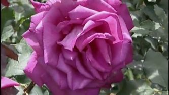 Plantas com Histórias - História das Rosas Modernas