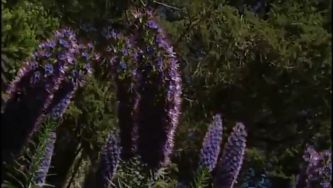 Plantas com Histórias - Plantas Endémicas nas Montanhas da Madeira