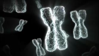 Neodarwinismo, a gen&eacute;tica e a evolu&ccedil;&atilde;o das esp&eacute;cies