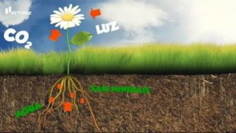 O que é a fotossíntese?