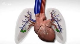 Circulação sanguínea: pulmonar e sistémica