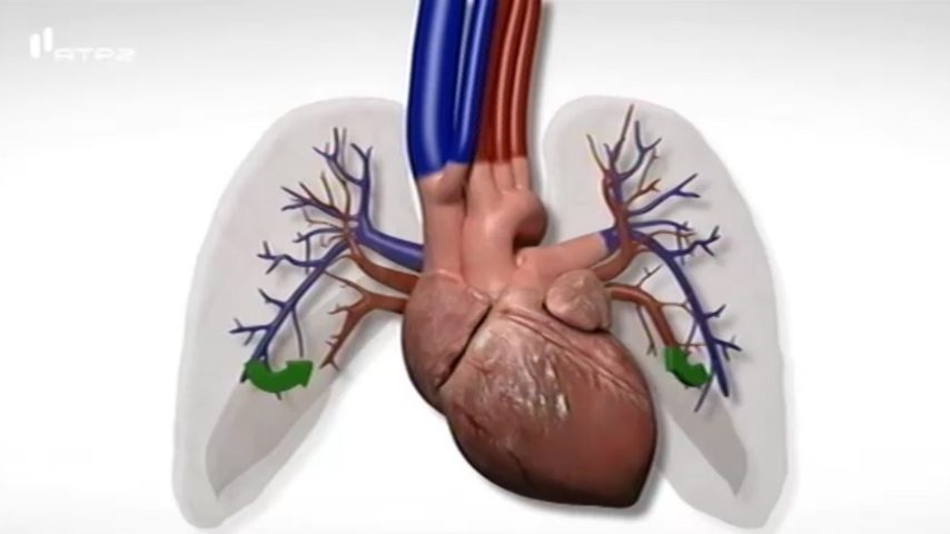 Circulação sanguínea: pulmonar e sistémica