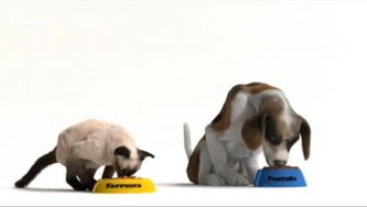 Carnívoro, herbívoro, omnívoro: o que comem estes animais?