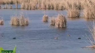 Silêncio... vamos observar pássaros na Lagoa de Albufeira