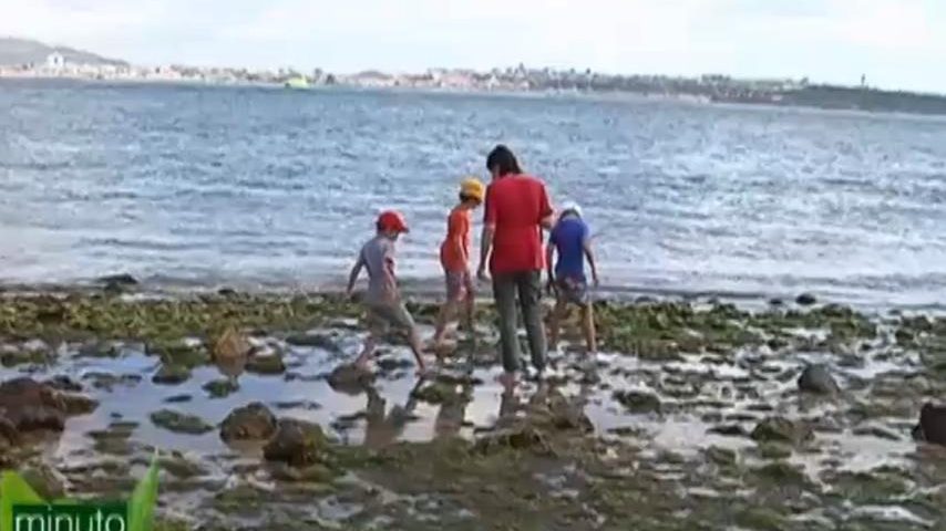 Um estuário com lebres, cenouras e batatas do mar?