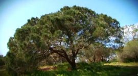 Pinheiro manso, a árvore que dá pinhões