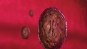 Telómeros: a fonte da juventude?