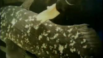 Celacanto, o peixe milenar