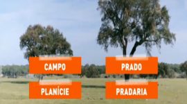 Campo, prado, planície e pradaria: não é tudo a mesma coisa