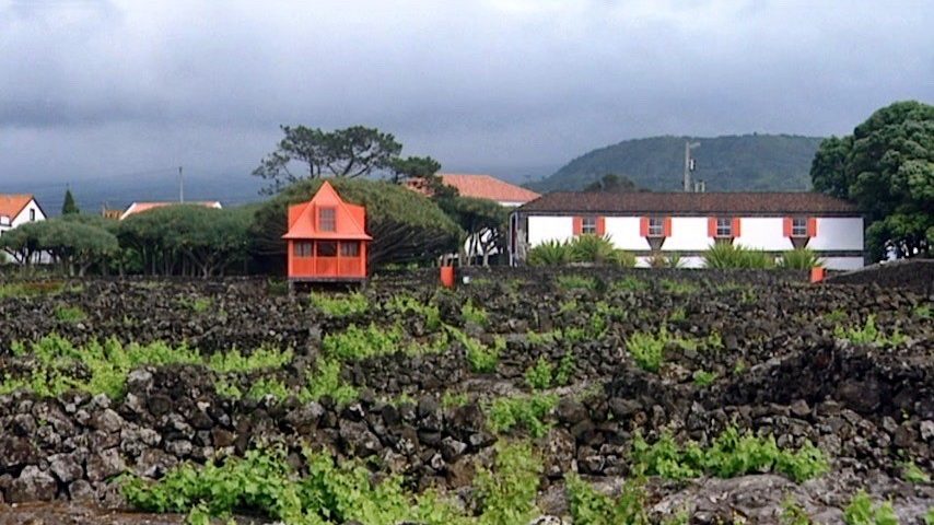 O segredo das vinhas do Pico