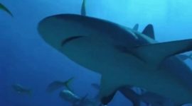 Tubarão-branco: de predador temido a espécie ameaçada