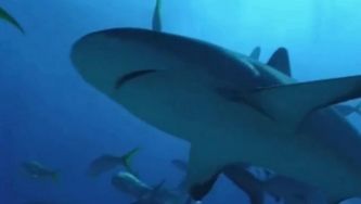 Tubarão-branco: de predador temido a espécie ameaçada